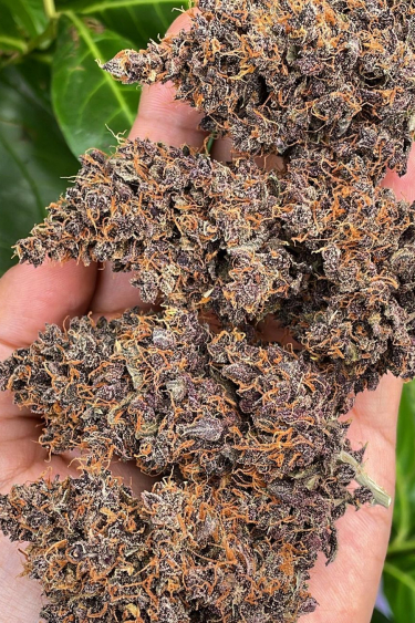 Instagram Purple Lemonade Auto