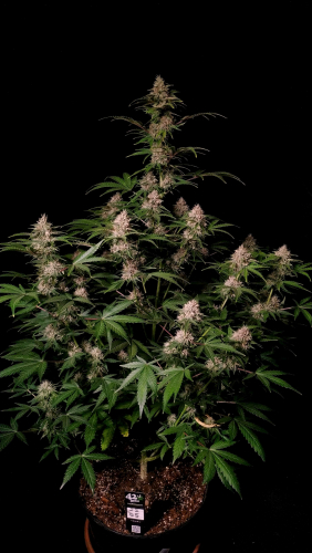 Instagram Amnesia Z Auto
