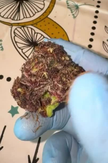 Banana Purple Punch Auto