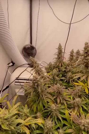 Gorilla Cookies Auto