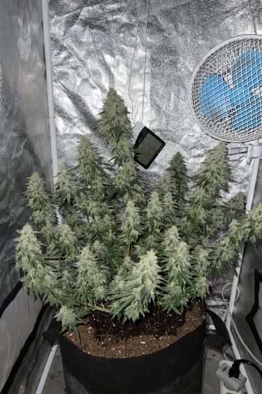 Instagram Gorilla Cookies FF