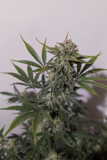 Instagram Trainwreck Auto