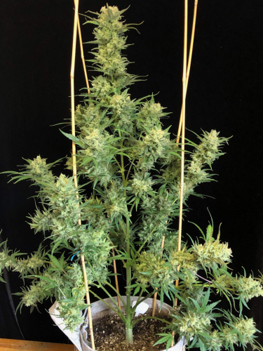 Instagram Mexican Airlines Auto