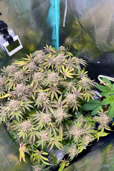 Instagram Lemon Mandarin