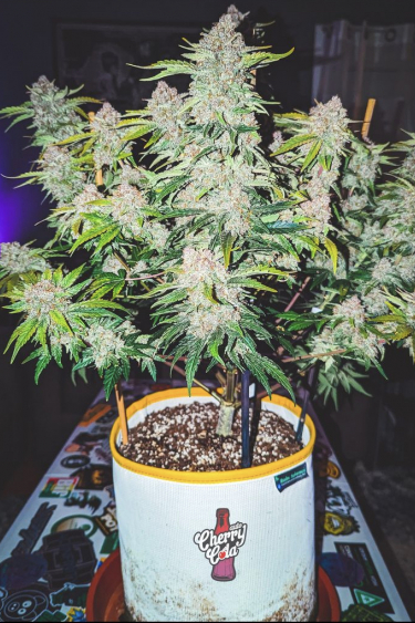 Instagram Cherry Cola Auto
