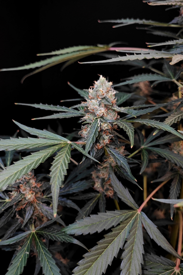 Instagram Northern Lights Auto