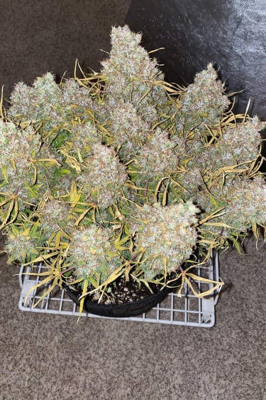 Instagram Skunk Auto