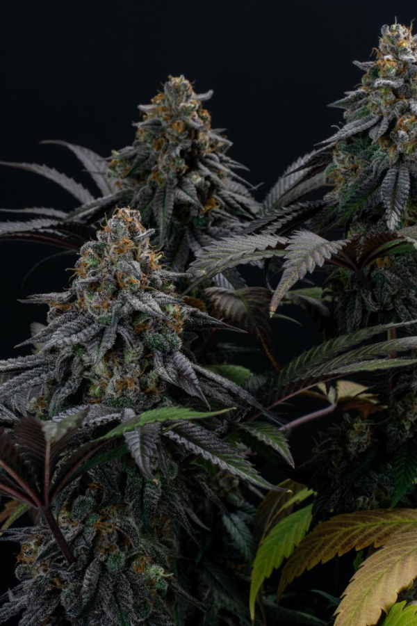 Instagram Lemon Cherry Runtz