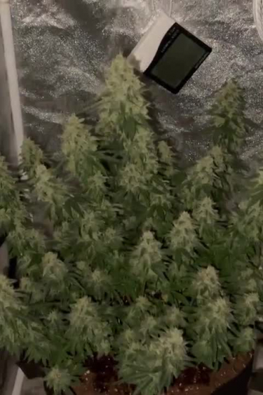 Gorilla Cookies FF