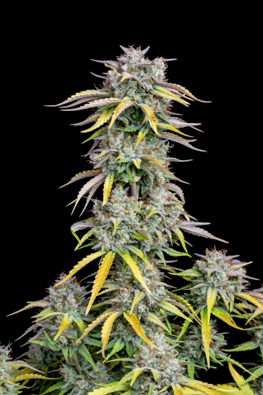 Instagram Big Bud Auto