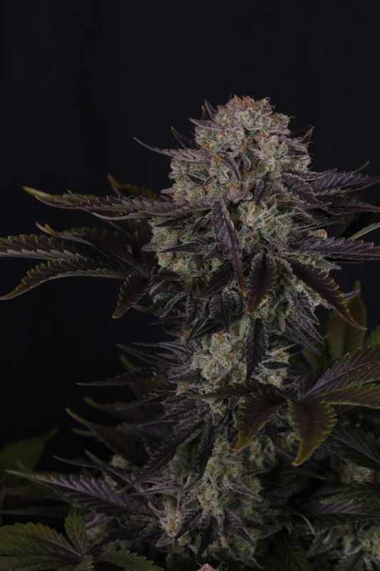 Instagram Frostbanger Auto