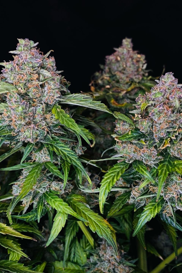 Instagram Northern Lights Auto