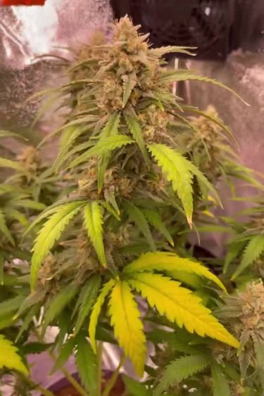 Sour Jealousy Auto™