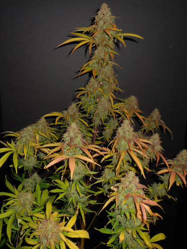 Instagram Pineapple Express Auto