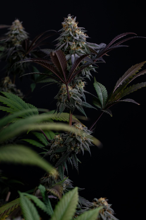 Instagram Lemon Cherry Runtz