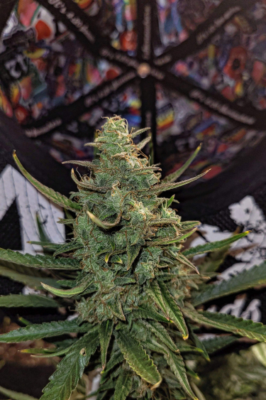 Instagram Forbidden Runtz Auto