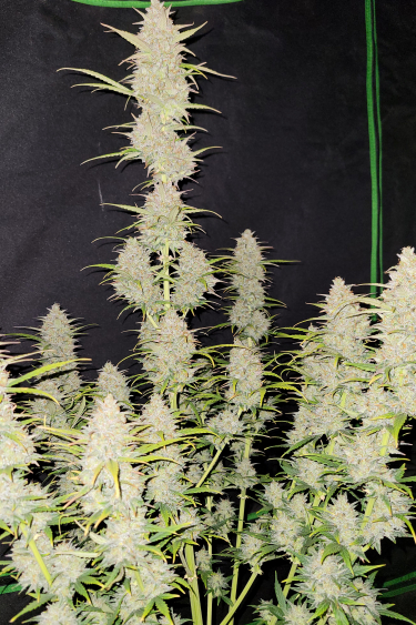 Instagram Moby Dick Auto