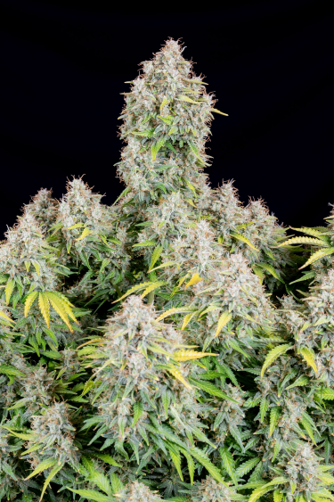 Instagram Cinderella Auto