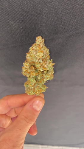 Lemon AK Auto