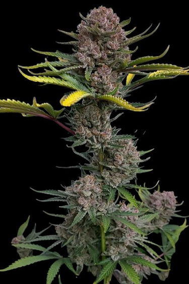 Instagram Gorilla Punch Auto