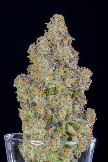 Instagram Lemon Pie Auto