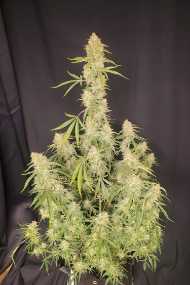 Instagram Orange Sherbet Auto