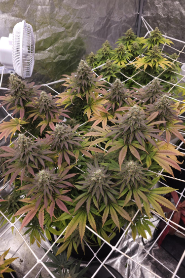 Instagram Lemon Mandarin