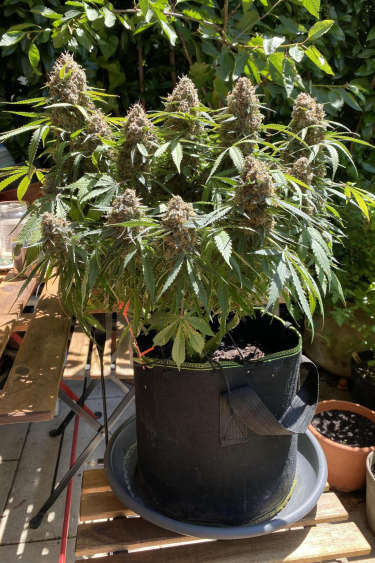 Instagram Amnesia Haze Auto