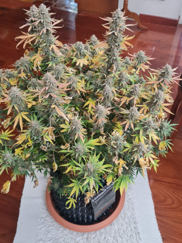 Instagram OG Kush Auto