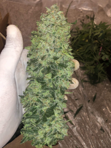 Instagram Orange Sherbet Auto