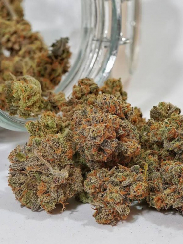 Instagram Forbidden Runtz Auto