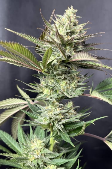 Instagram GG4 Sherbet FF