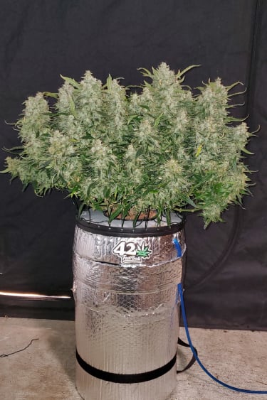 Instagram Blueberry Auto