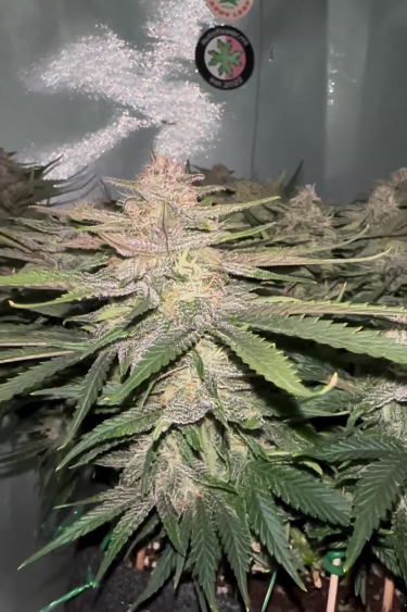 Lemon Cherry Cookies Auto