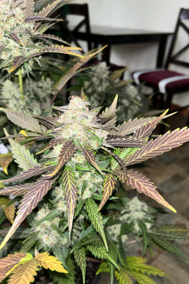 Instagram Blueberry Auto