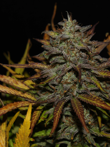 Instagram Cheese Auto