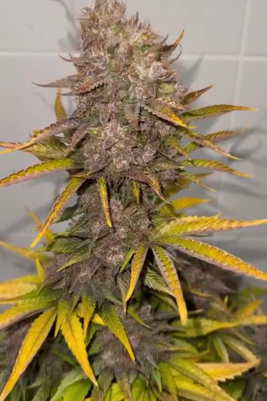 Strawberry Banana Auto