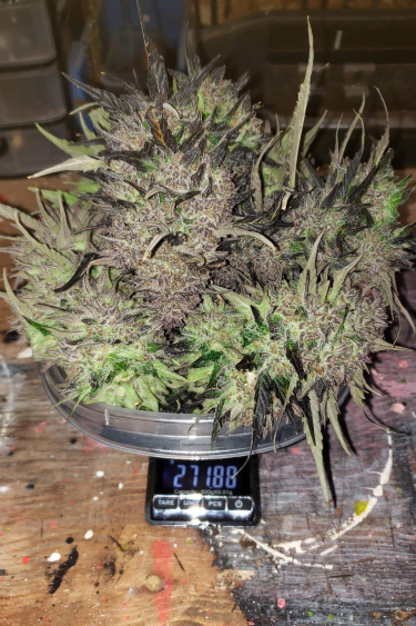 Instagram Gorilla Cookies Auto