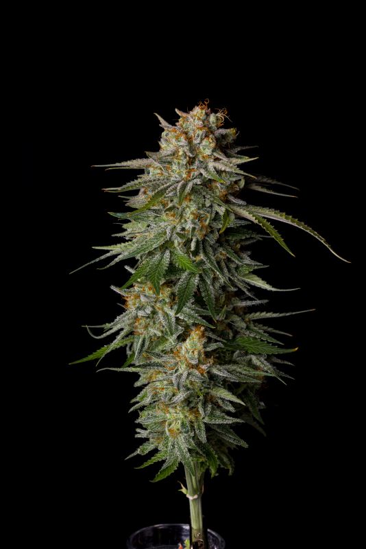 Instagram Mix Pack FF