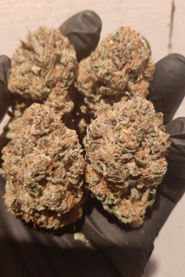 Instagram Papaya Sherbet