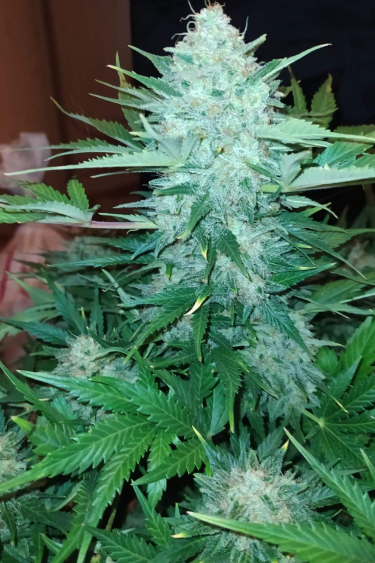 Instagram White Widow Auto