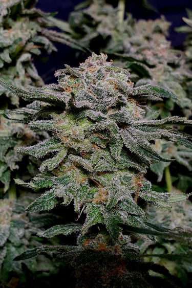 Instagram Wedding Cheesecake FF