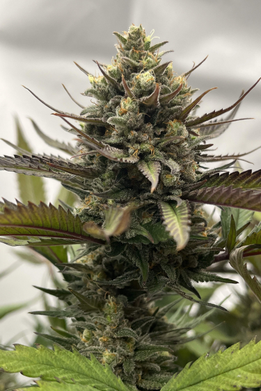 Instagram GG4 Sherbet FF