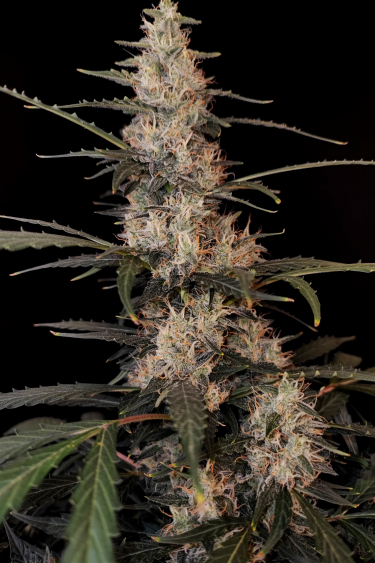 Instagram Amnesia Haze Auto