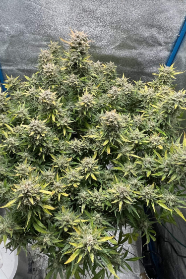 Instagram Amnesia Z Auto