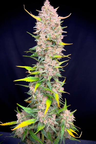 Instagram Papaya Cookies Auto