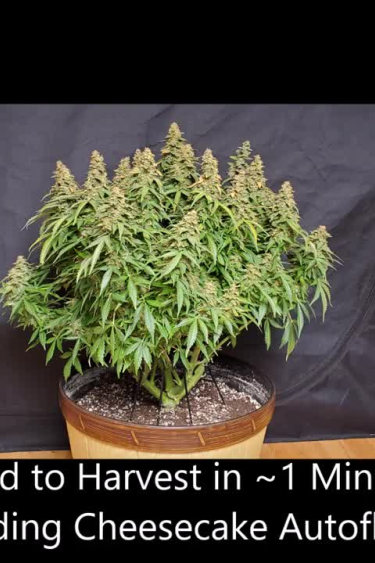 Wedding Cheesecake Auto