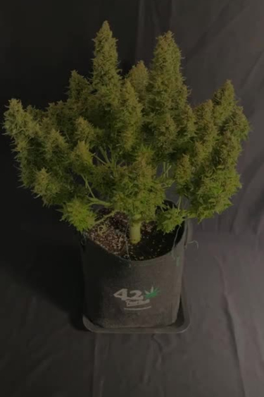 Sour Jealousy Auto™