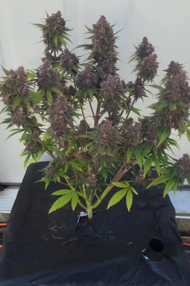 Lemon Cherry Cookies Auto