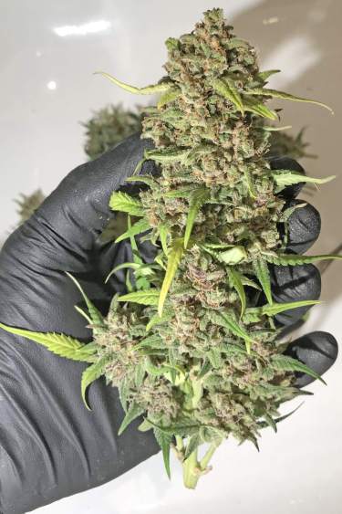 Instagram BubbleGum Auto